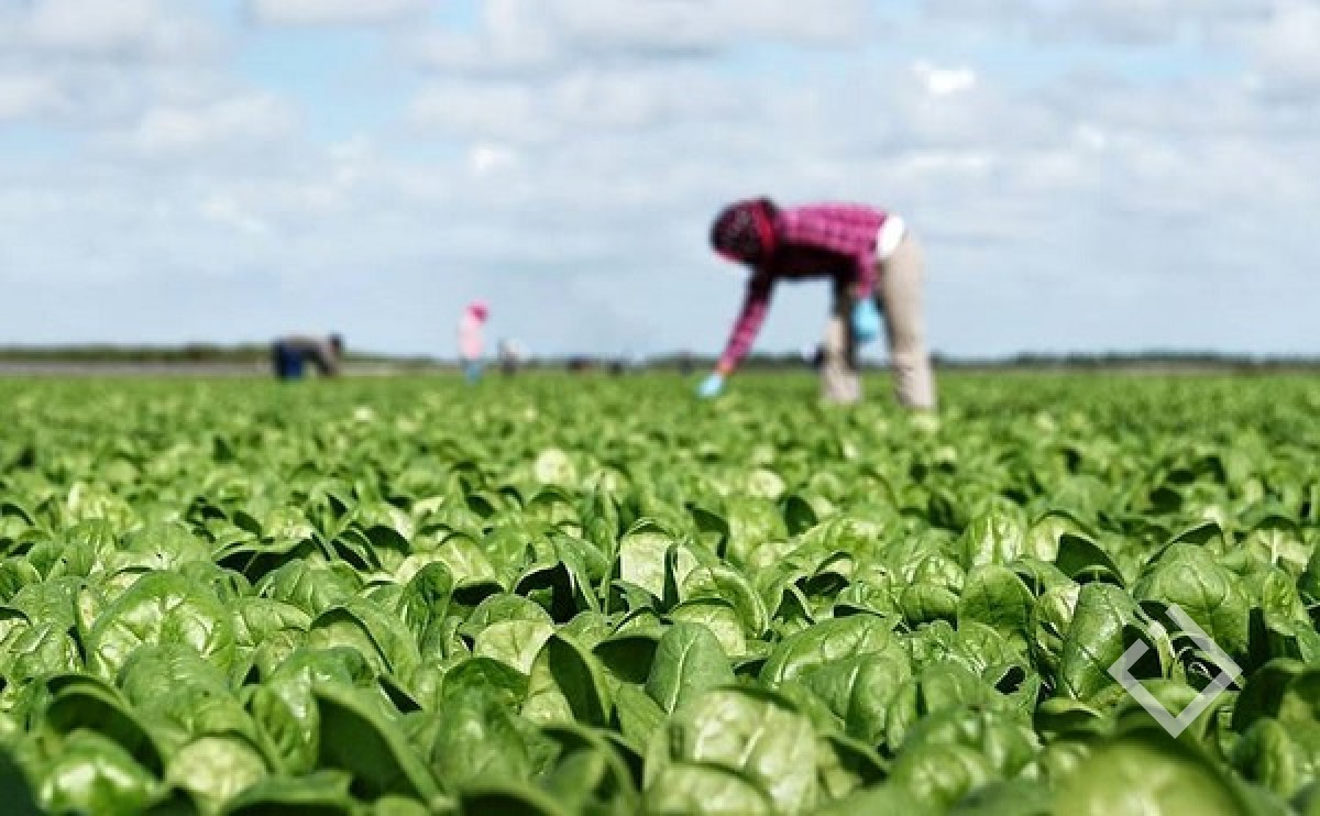 Organic agriculture. Органическое сельское хозяйство. Люди в растениеводстве. Органическое СХ. Органическое поле.